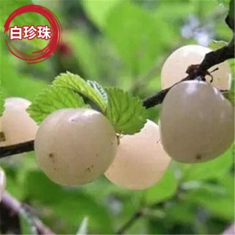 樱桃苗南方北方种植车厘子苗当年结果大苗庭院地栽耐寒果树苗 白珍珠