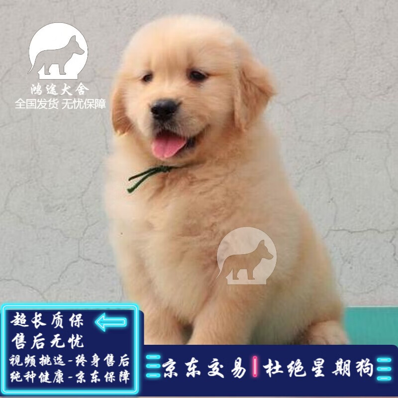 采缇（CAITI）金毛幼犬金毛犬活体宠物纯种金毛支持在线挑选正规基地繁殖宠物级 S级