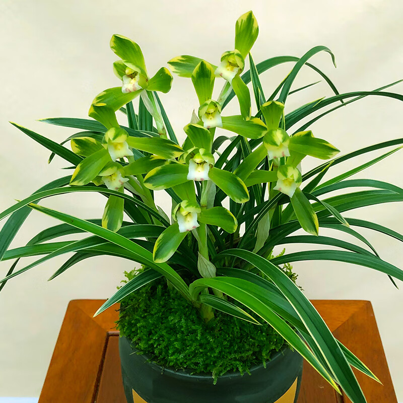 兰花苗【状元红】建兰花盆栽室内花卉四季兰绿植兰草植物 【带花苞】