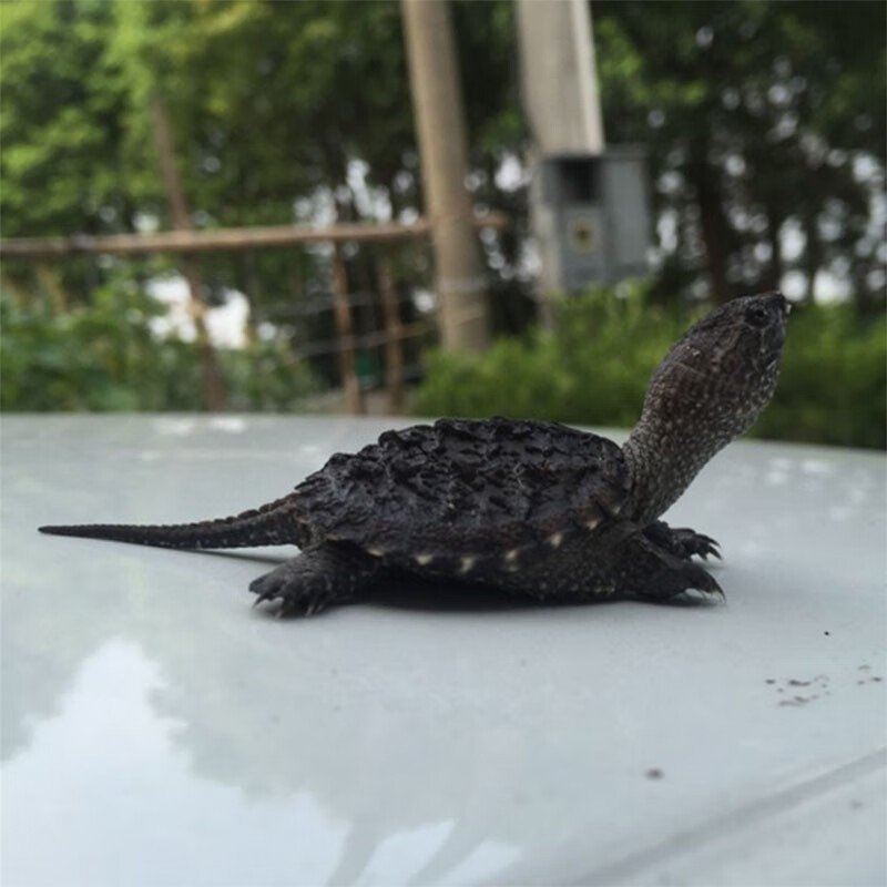 宠物鳄鱼苗活体购买图片