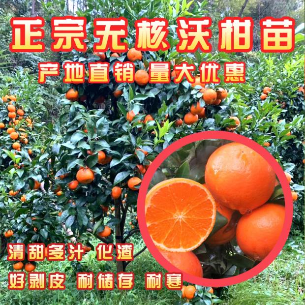 沃柑批发价格表最新(沃柑水果价格)