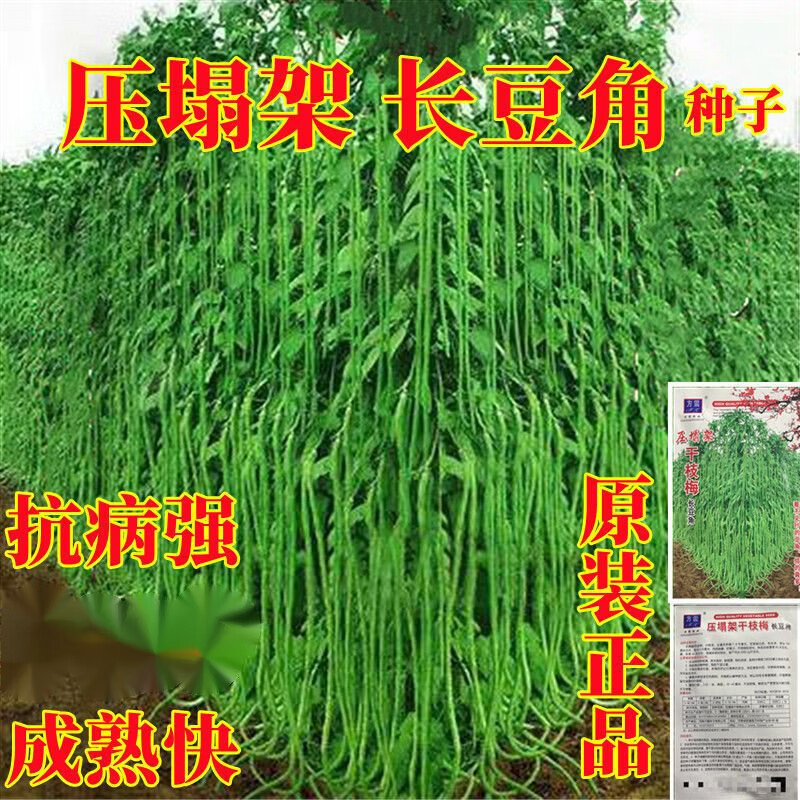 赤卉干枝梅摘不败豇豆种子绿条特长豆角春播架豆蔬菜四季春夏种籽