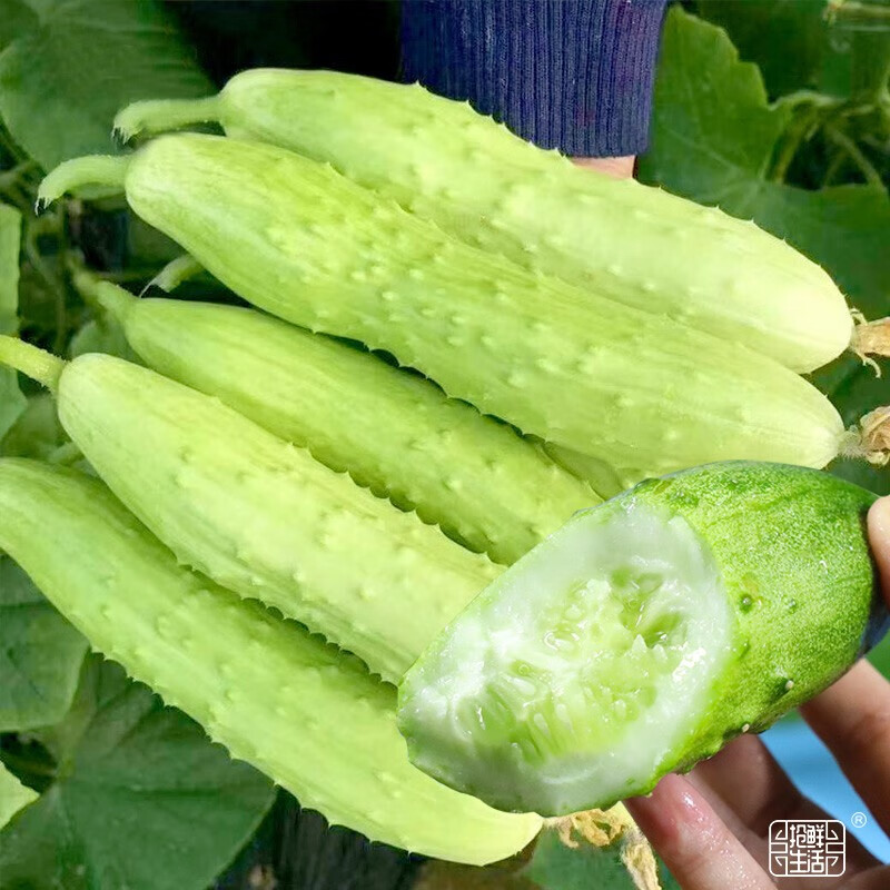 大禹 白黄瓜种子苗水果土黄瓜籽小青瓜秧苗 海阳白玉黄瓜种子 60粒2袋