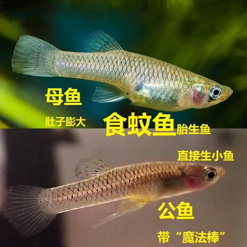 能生小鱼的鱼 灭蚊虫工具鱼 饲料鱼 群游观赏鱼群游冷水鱼 食蚊鱼1