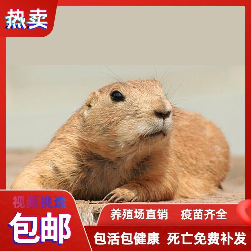 迷你国产黑尾幼崽活物笼子包活自家繁殖人工饲养 迷你土拨鼠