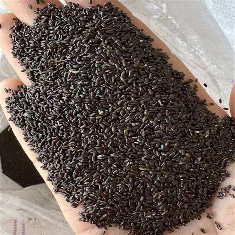 芗苒薰衣草种子四季花籽种籽籽 薰衣草种子一斤 约1000粒/克