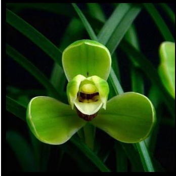 h&xjean miss原创素心兰香水兰花春兰建兰蕙兰山中四月中性淡香自然