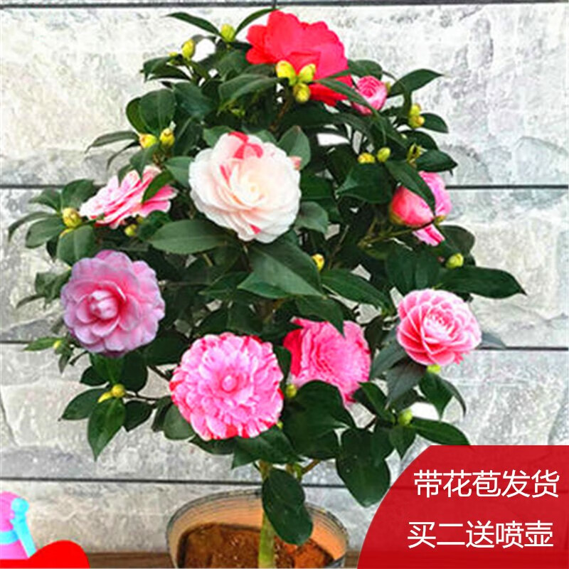 盆栽茶花苗 香妃茶花 五色赤丹带花苞浓香型庭院室内