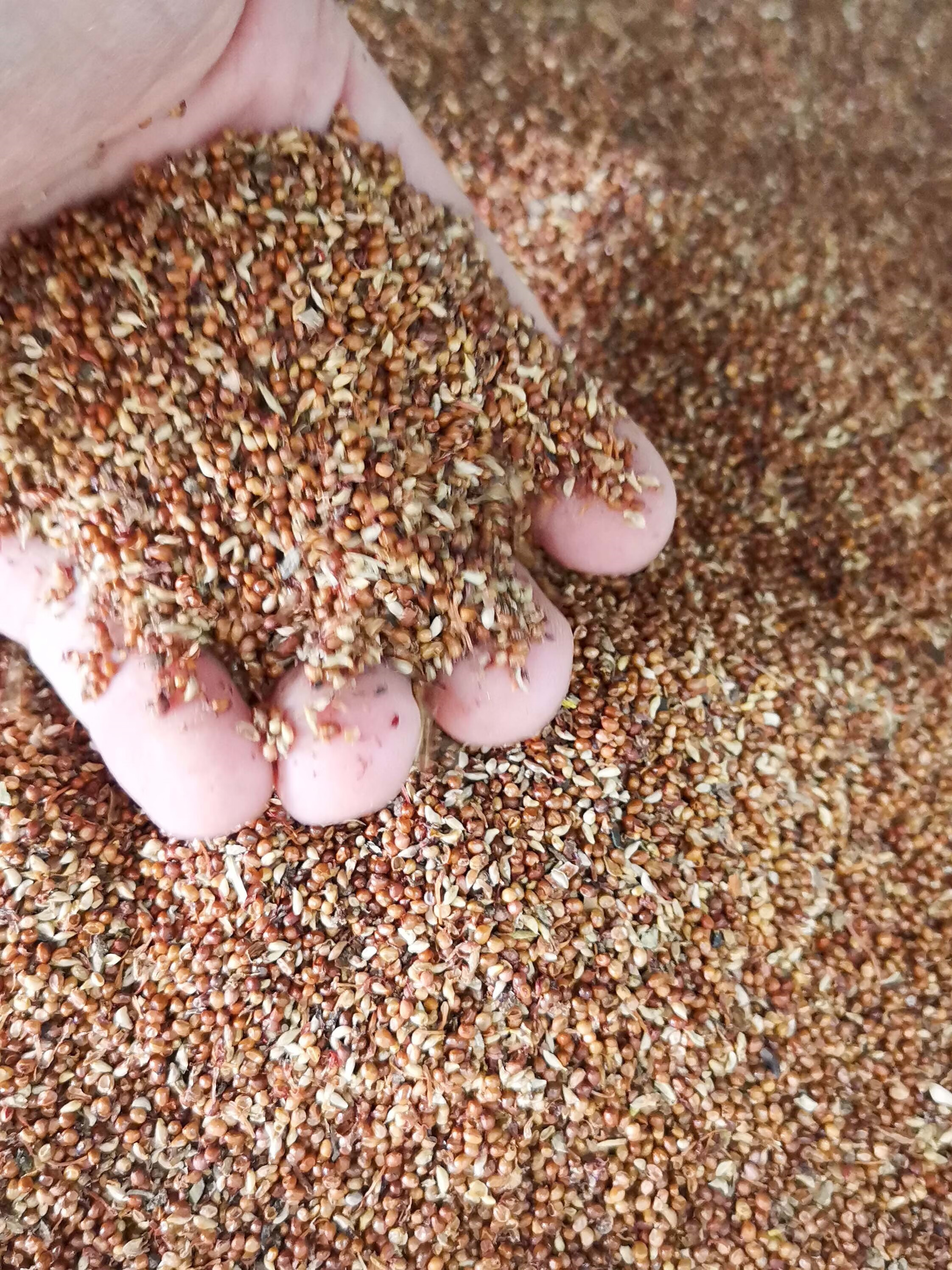 芗苒薜荔种子四季播种用种籽籽 薜荔种子一斤