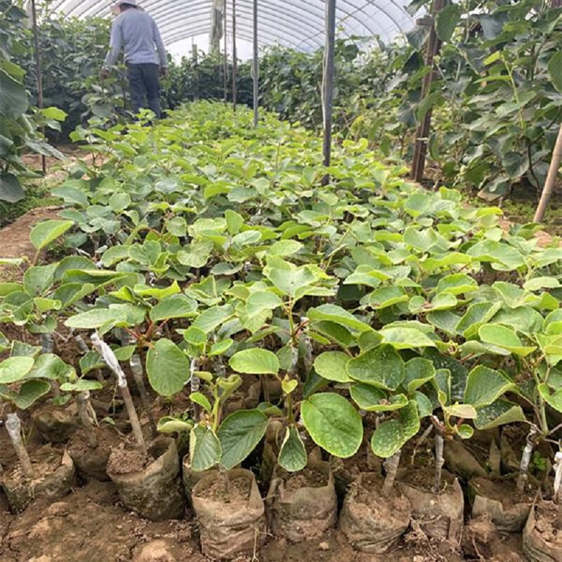 软枣徐香南方北方种植黄心嫁接盆栽树苗黄心猕猴桃1cm粗雌雄各一颗