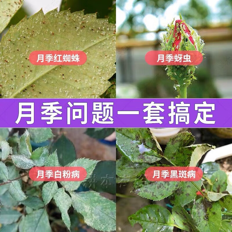 花卉月季病虫害常用药套餐蚜红蜘蛛蚧壳虫杀虫剂白粉黑斑病专用药 125