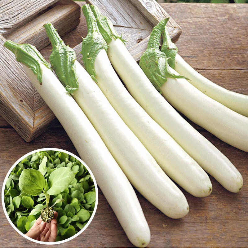 寿禾白蛋茄种子蛋树白色茄子春冬季播种鸡蛋茄白圆茄瓜寿光种籽菜籽