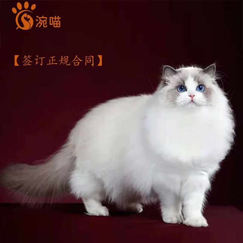 双十一查猫咪活体历史价格|猫咪活体价格走势