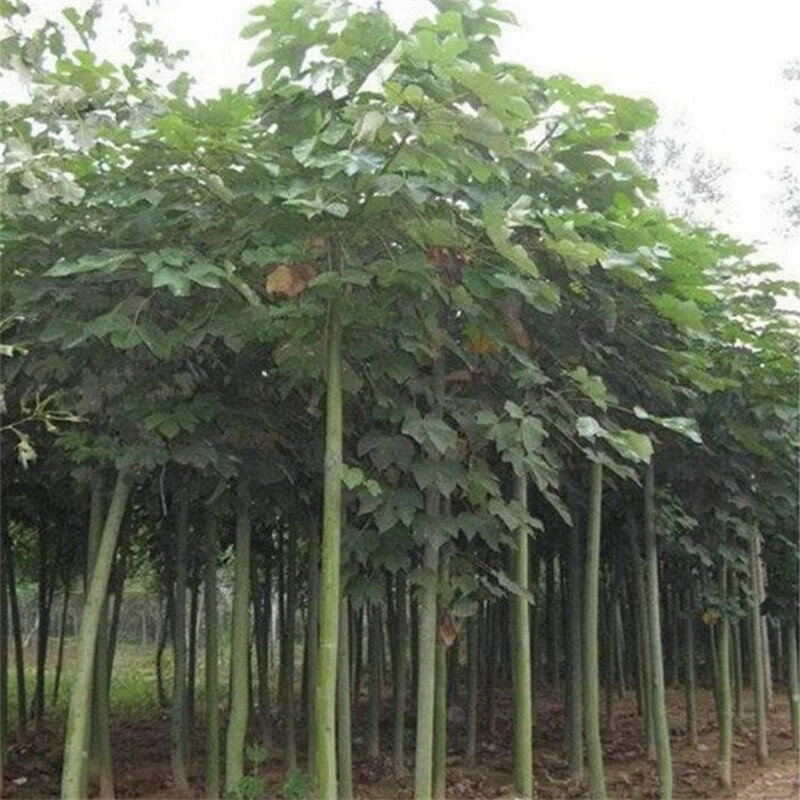 苏鲁雅卉青桐苗工程绿化用苗速生中国梧桐树苗青桐树梧桐树苗 1公分