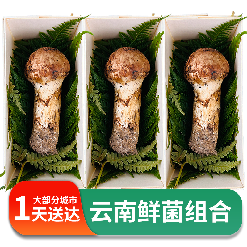 怎么看鲜菇的价格走势曲线|鲜菇价格走势