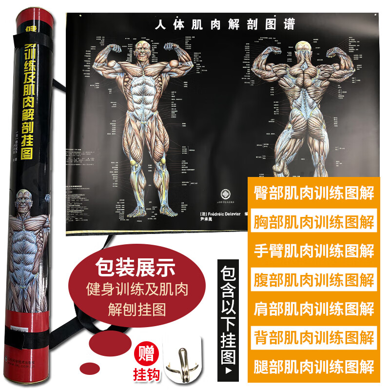 全8张人体肌肉解剖图解臀部胸部手臂腹部肩部背部腿部深蹲前蹲腿举腿