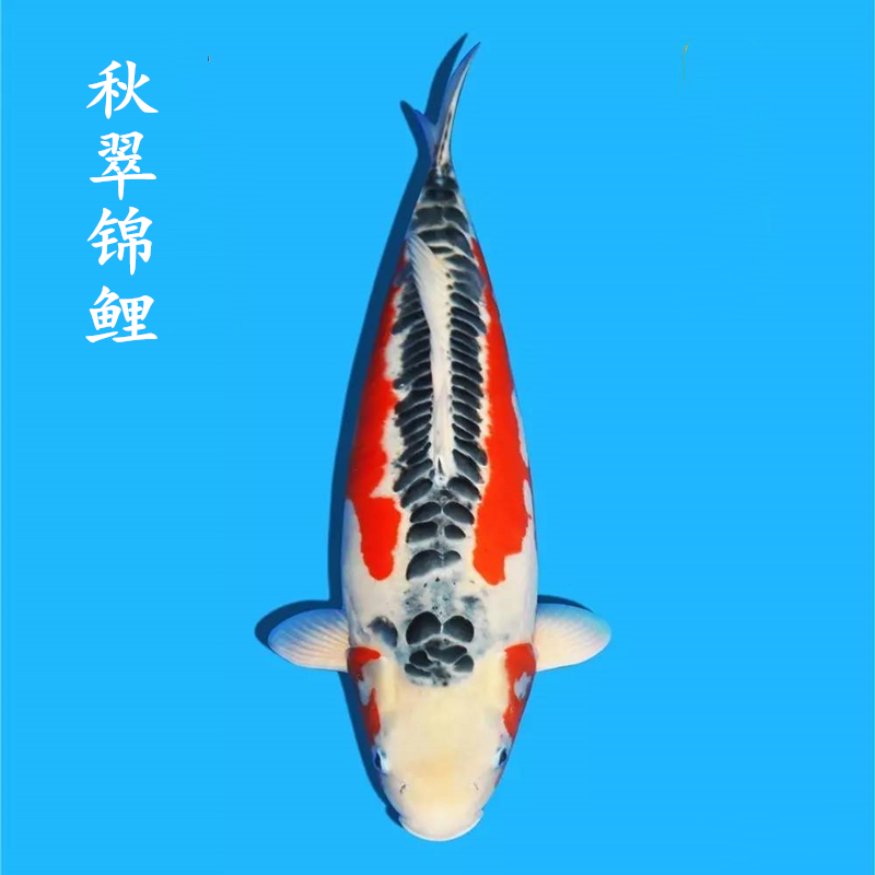 鱼观赏鱼红白丹顶大正三色白金乌金黄金冷水鱼活体观 秋翠锦鲤一条 12