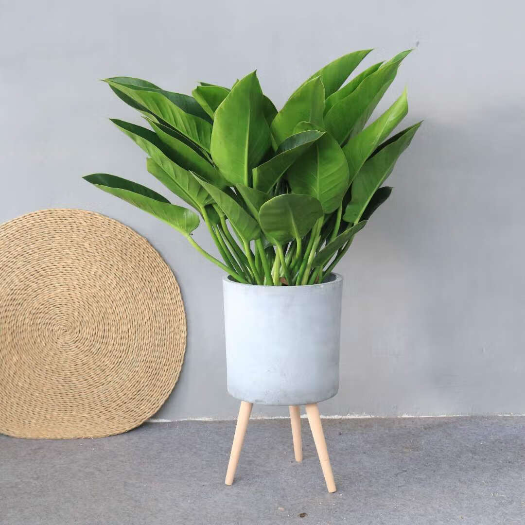 刘不丁金钻盆栽 绿钻绿宝石红宝石办公室内绿植清新空气植物花卉 高80