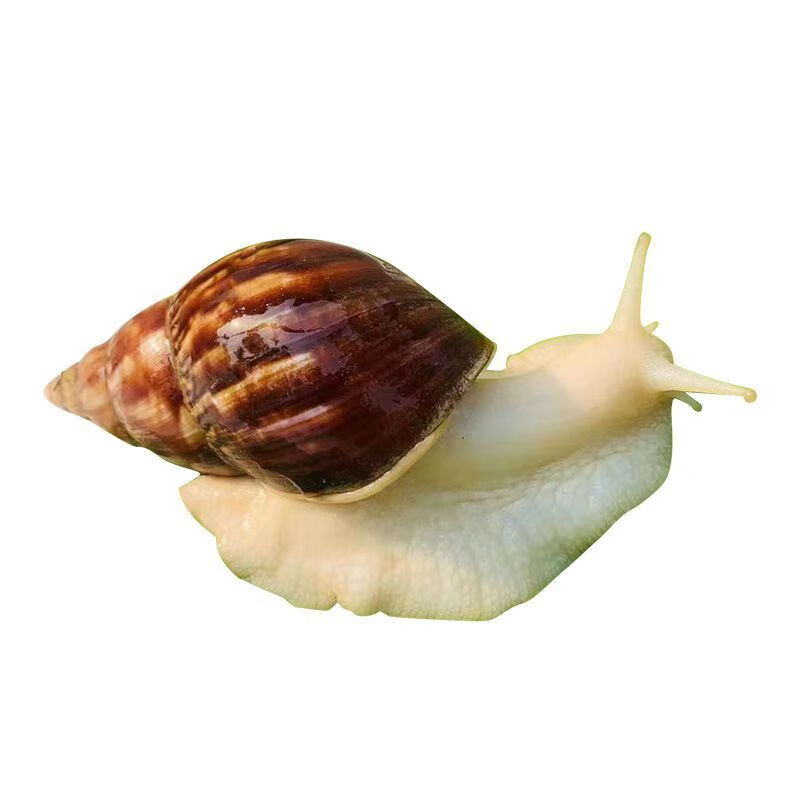 泽驭名宠白玉蜗牛活体宠物巨型大蜗牛观赏教学小蜗牛学生科学实验观察