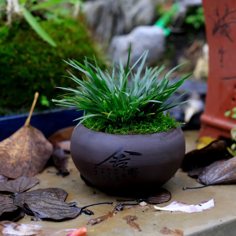 瀚林怡景(hanlinyijing)金钱菖蒲盆栽茶几小精品绿植摆件室内办公桌