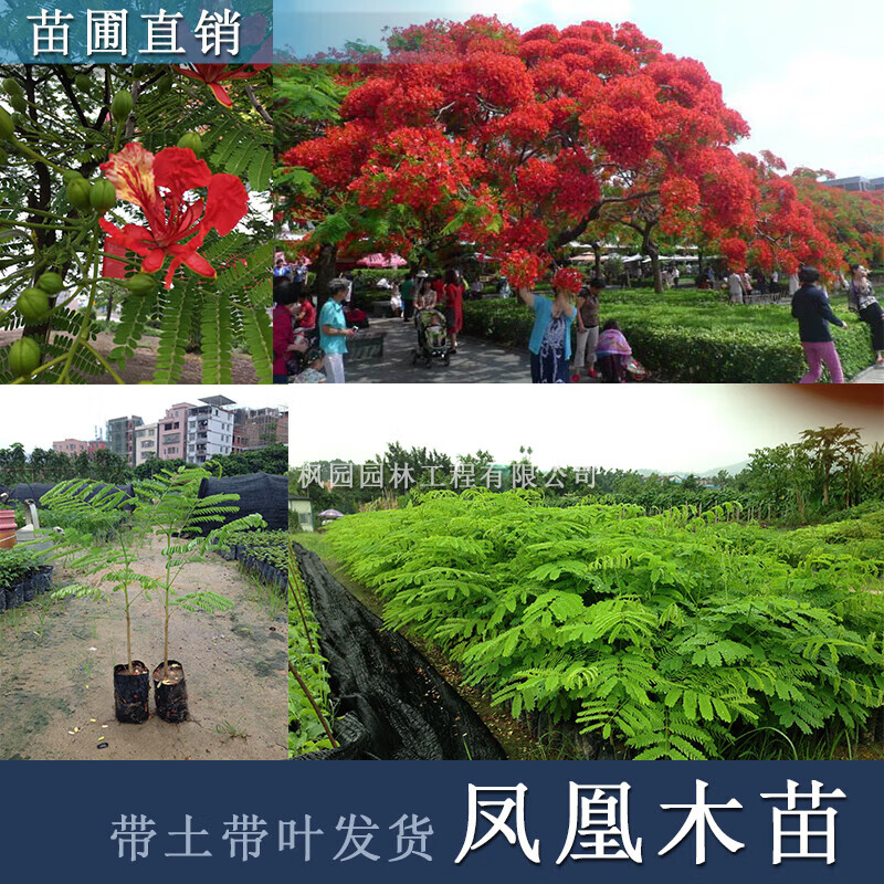 花姬 凤凰木苗凤凰树苗红花楹小苗盆栽带土发货庭院绿化苗名贵苗木