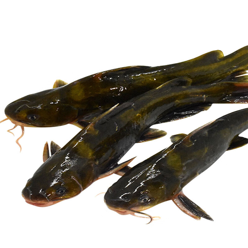 魃鲜新鲜黄骨鱼黄刺鱼 黄颡昂刺鱼 黄辣丁昂公嘎鱼 2斤装