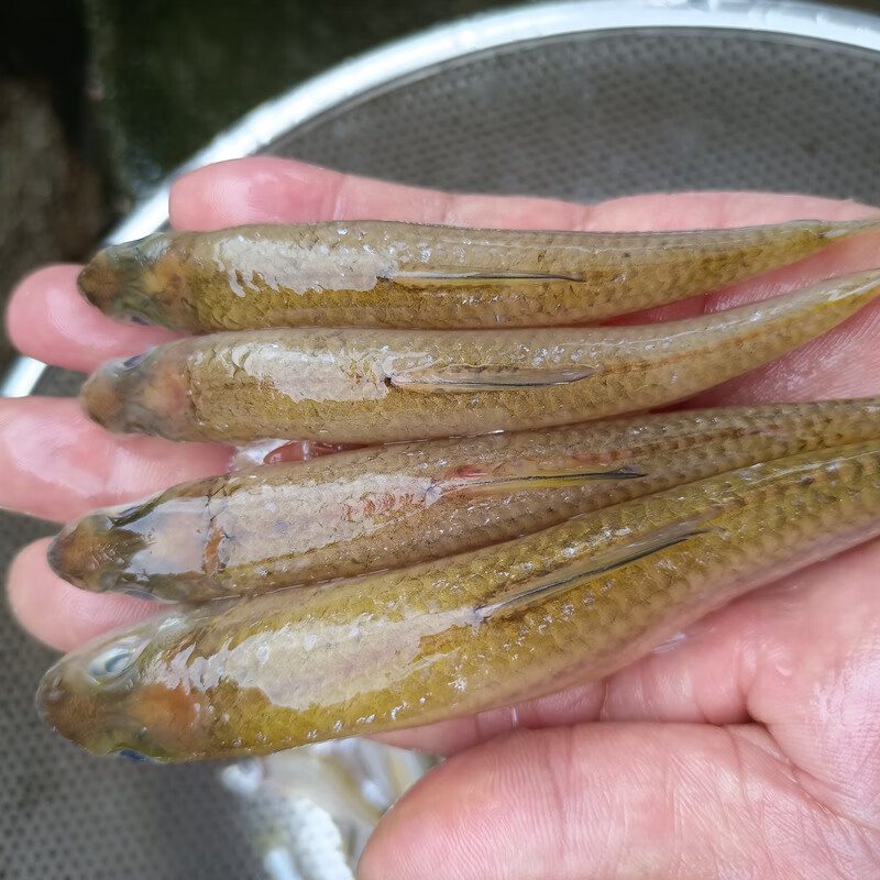 沙沟鱼淡水小河鱼花骨鱼棍子鱼蛇鮈鱼棍子鱼 本地沙沟鱼250克(半斤)