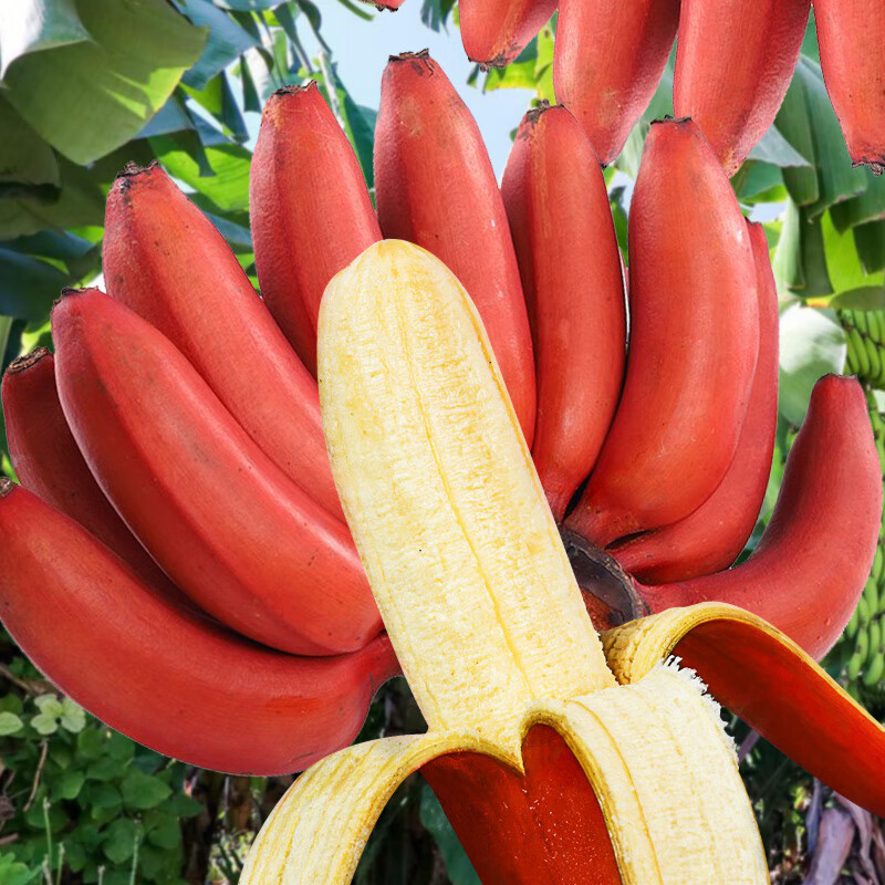 璋玖牯红美人香蕉（现摘现发）新鲜水果小香焦新鲜红皮香芭蕉米蕉无催熟 5斤