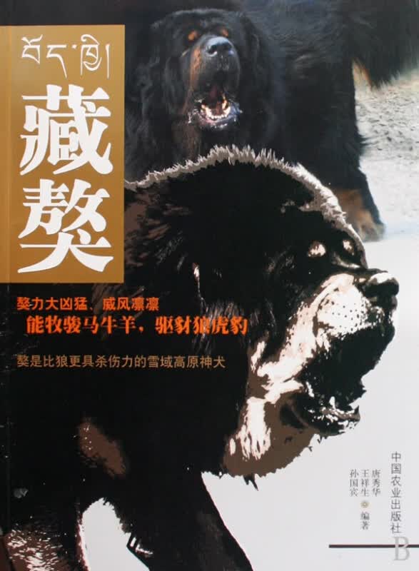 藏獒