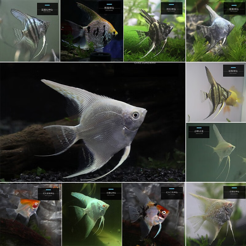 朵芮蜜神仙鱼燕鱼秘鲁三色热带观赏鱼淡水好养墨燕七彩神仙鱼幼苗 2.