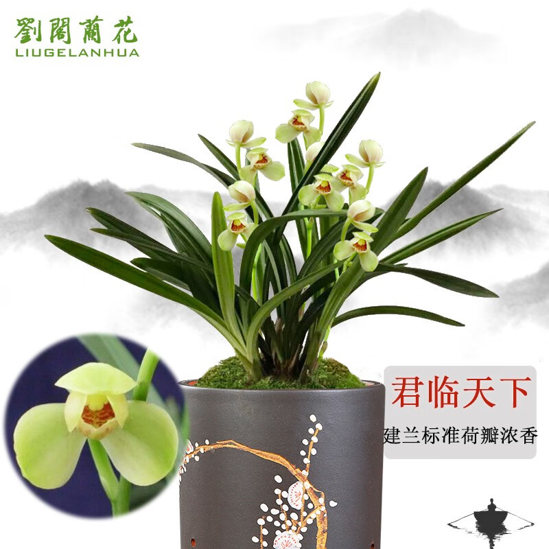 劉閣蘭花兰花苗 矮种荷瓣 君临天下 夏带花苞 兰草室内绿植花卉盆栽 2