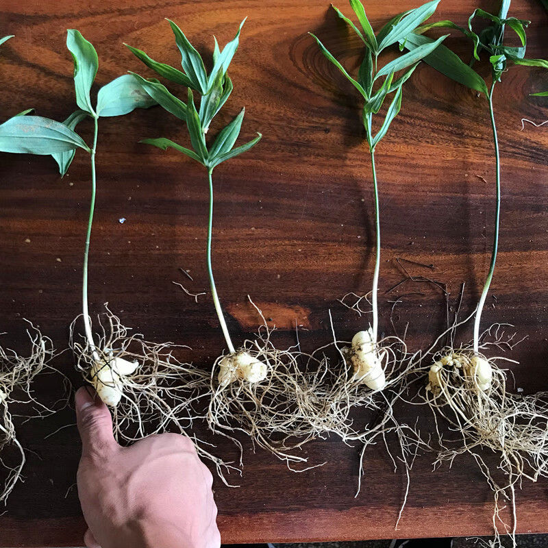 黄精种苗鸡头黄精姜型不倒苗黄精多花黄精滇黄精苗 姜型黄精小块茎苗