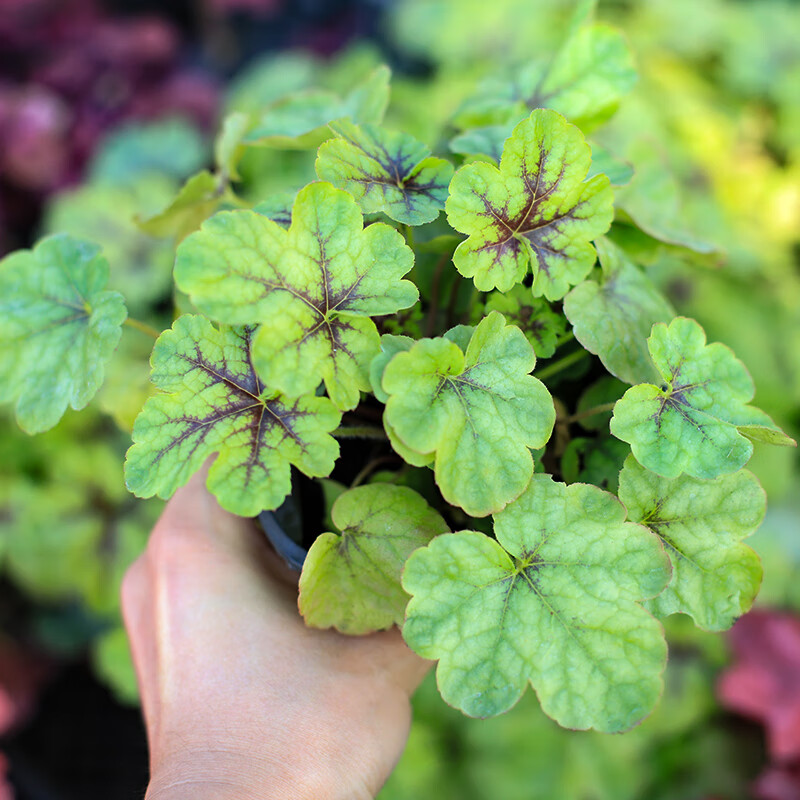 惜林园  矾根组合盆栽大苗彩叶草观叶植物阳台庭院耐寒四季好养活 花