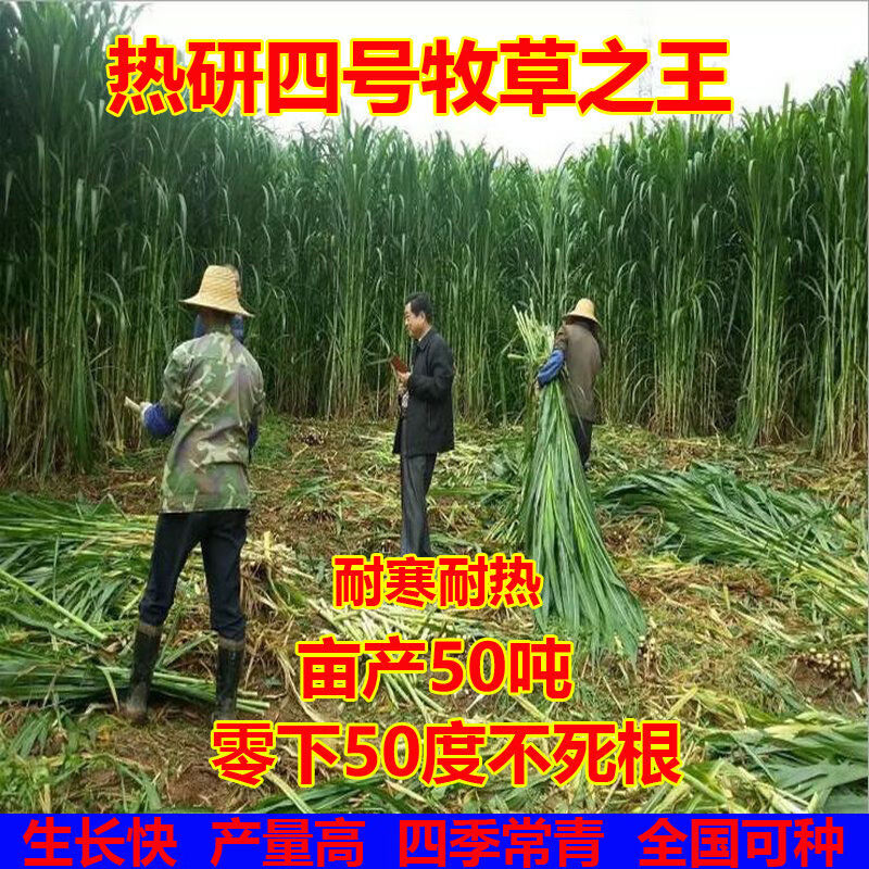 物鲜仙子热研四号杂交牧草王种子多年生四季常青耐寒喂养牛羊鱼猪畜牧