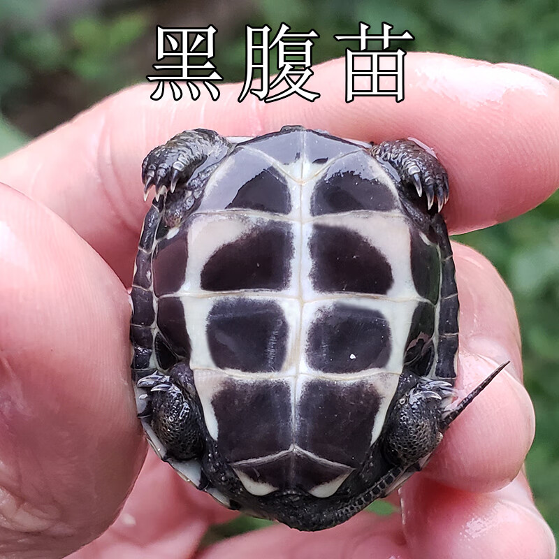 world)小乌龟活体外塘墨龟苗活体全黑小乌龟活物黑腹外塘中华草龟苗