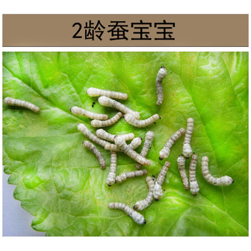 江影清春蚕宝宝活体蚕卵蚕种蚕籽金丝自然课宠物卵1龄2龄套装学生养蚕