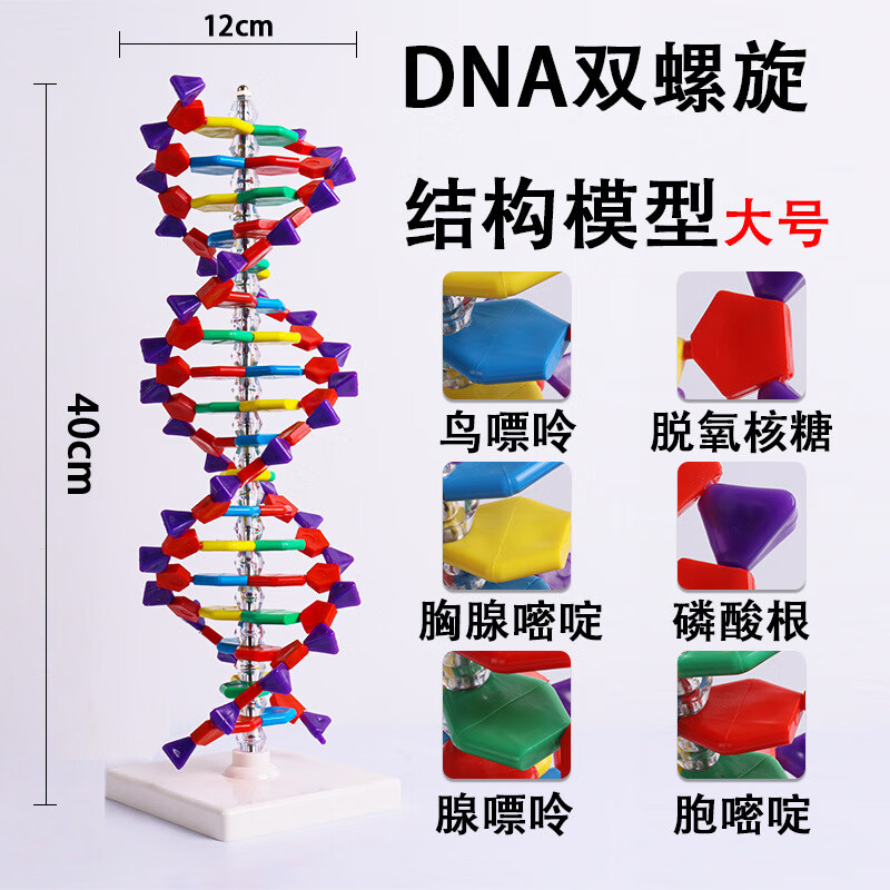 dna双螺旋结构模型 大号diy拼接遗传基因和变异初高中物理化学生物