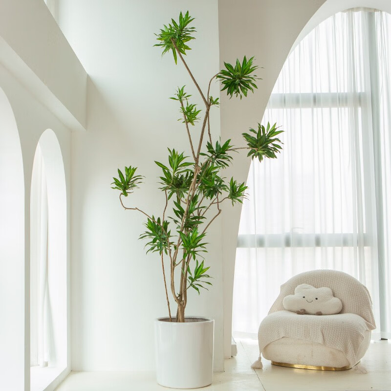 金心百合竹盆栽老桩简约造型好养室内大型客厅绿植轻奢阳台植物 高170-190cm含白圆瓷盆