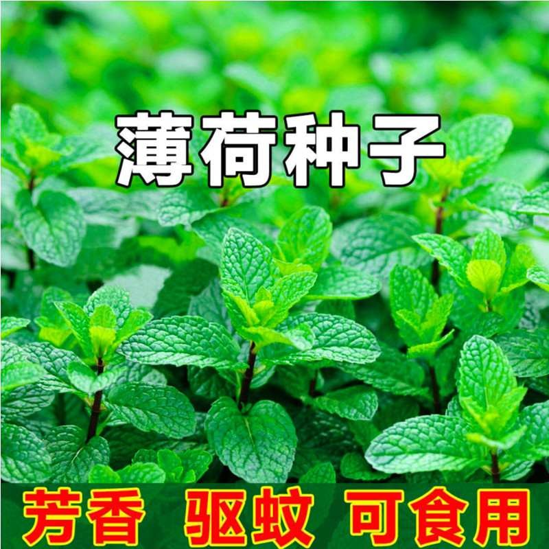 可食用薄荷种子驱蚊虫植物花草蔬菜种子耐热四季阳台盆栽薄荷种籽 薄荷种子【2包 约200粒】怎么样,好用不?