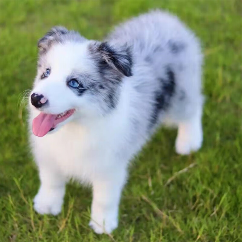 浅金色边牧犬三通七白边境牧羊犬棕色边牧狗狗黑白边牧幼崽 标准s款