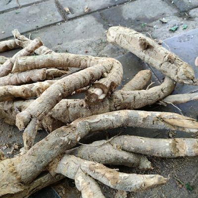 北京同仁堂原材料猫尾树 猫尾木中药材 猫尾薯根部 10年以上老树 500