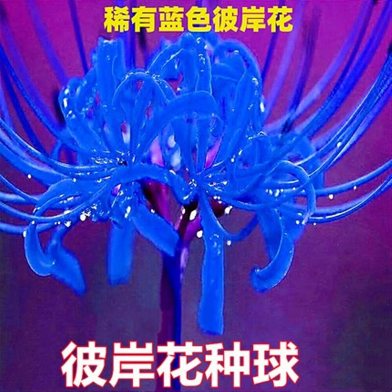 球曼珠沙华石蒜花室内室外植物曼陀罗子盆栽花卉 彼岸花  蓝色5球 肥