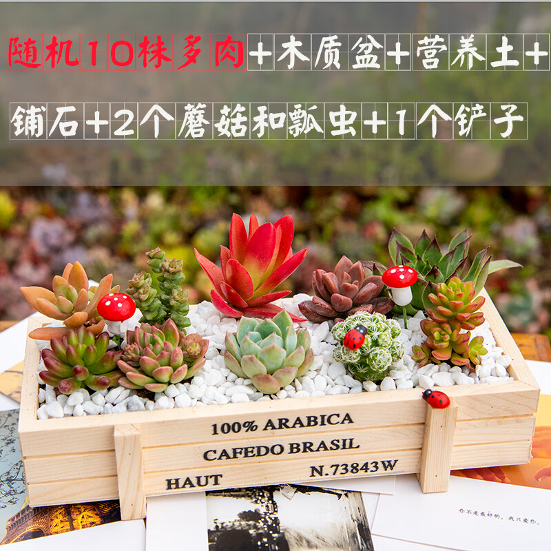 随机10株含盆土 原木色木盒 含盆