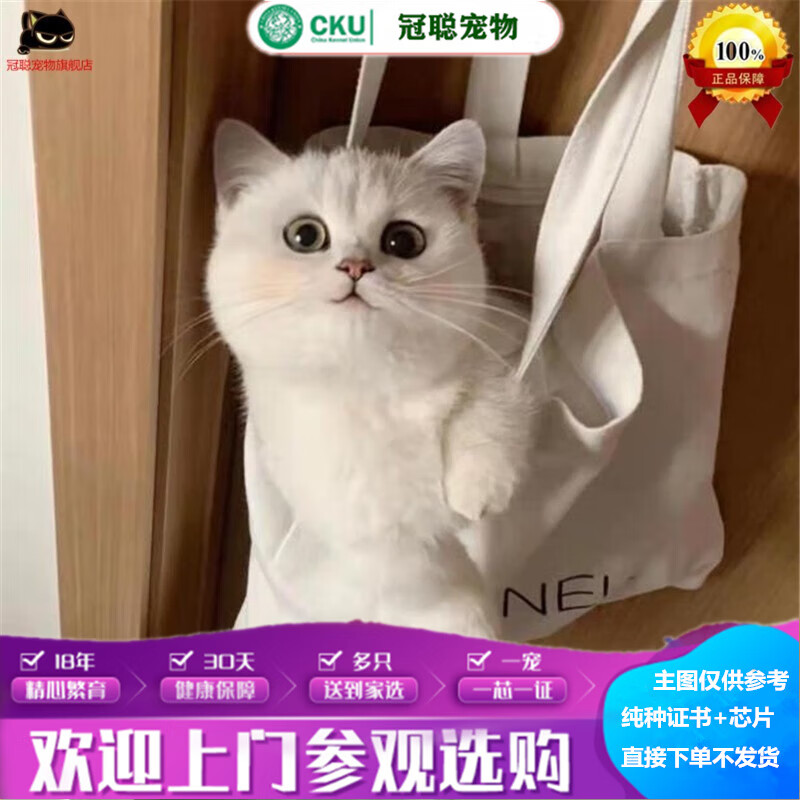 冠聪银渐层英短蓝猫活物猫英国短毛猫银渐层金渐层猫矮脚短腿猫拿破仑