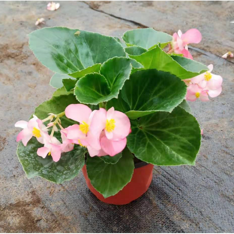 海棠 玻璃翠 丽格海棠 庭院阳台室内盆栽z5 含盆螺纹 大叶绿叶粉花一