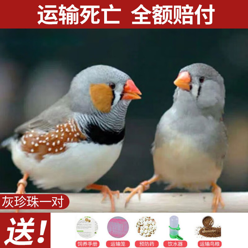 对比说说感受OIMG鸟粮揭秘质量好不好，说说三周经验分享