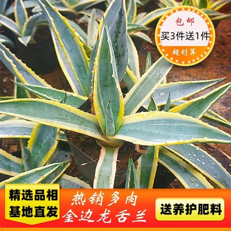 皓谦金边龙舌兰盆栽宽叶片金边莲药用叶片大株金边芦荟四季好养 金边
