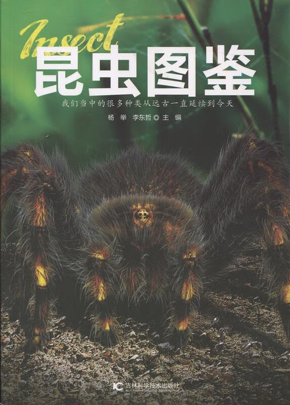 昆虫图鉴【正版好书,下单速发】