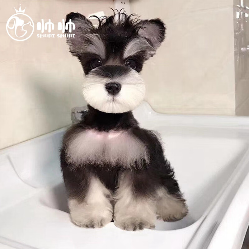 帅帅名宠北京犬舍 活体宠物狗狗活体  纯迷你椒盐色黑色白色雪纳瑞