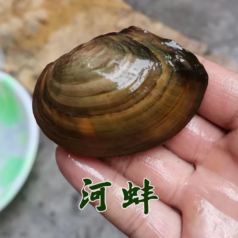 黄金蚬线蚌杜氏珠蚌鳑鲏繁殖蚌小河蚌净化水质原生蚌